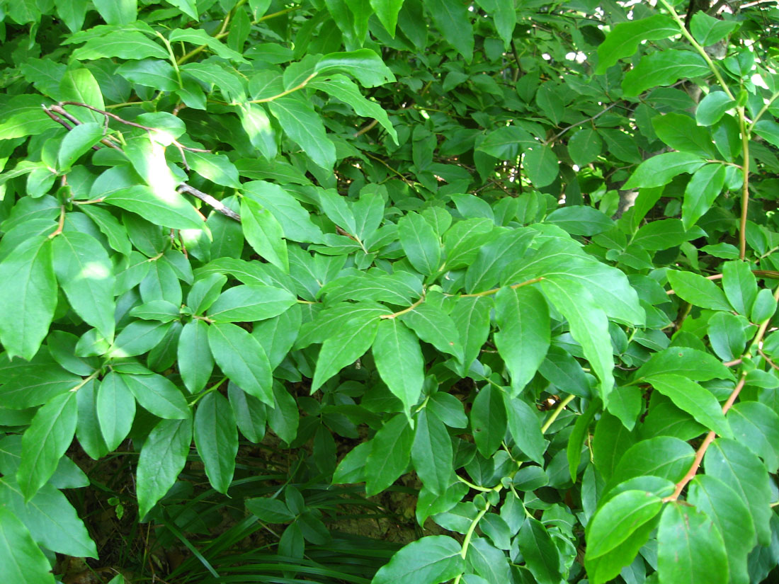 Image of Vaccinium arctostaphylos specimen.