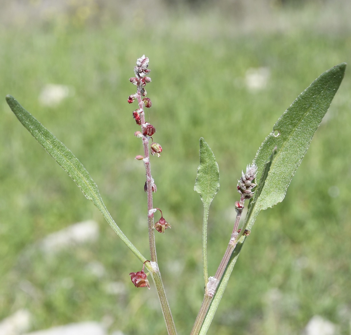 Image of Rumex cyprius specimen.