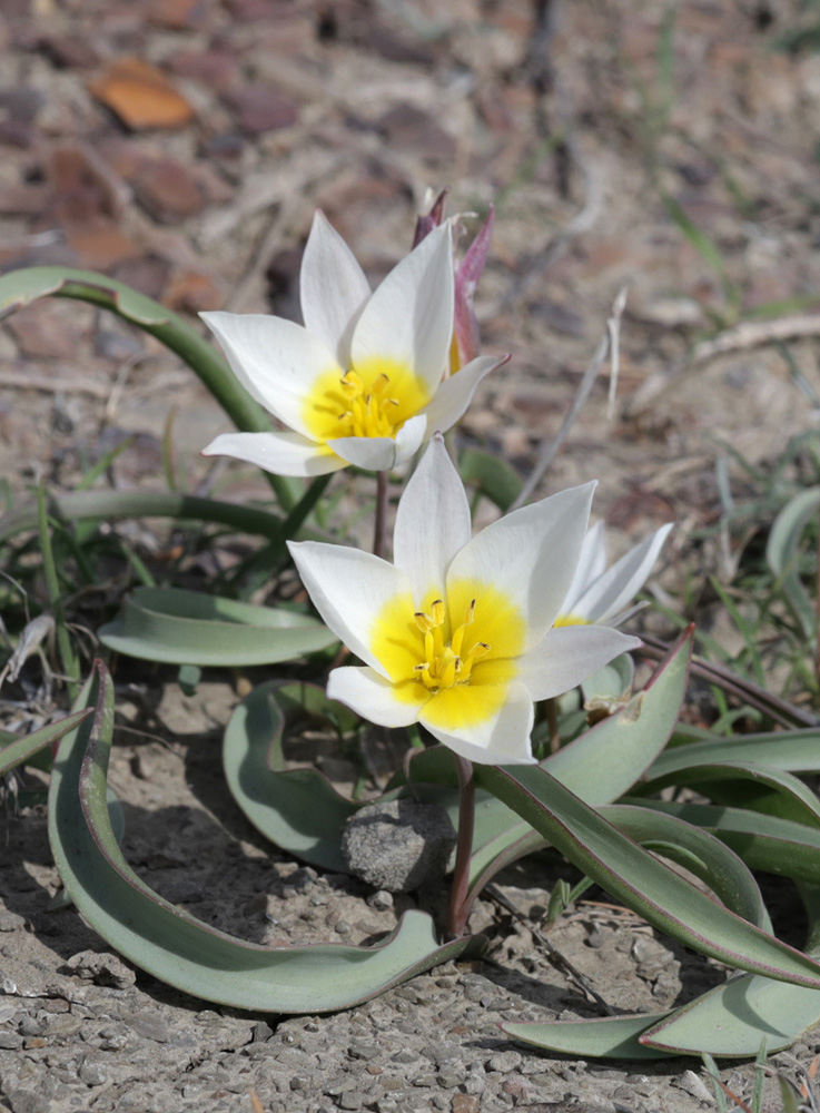 Image of Tulipa biflora specimen.