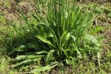 Plantago lanceolata. Нижняя часть цветущего и плодоносящего растения. Беларусь, Витебская обл., пос. Езерище, частная усадьба, на засыпанной перегнивающими опилками заброшенной песочнице. 04.08.2023.