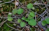 Viola rupestris