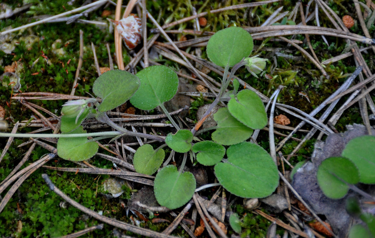 Изображение особи Viola rupestris.