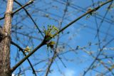 Cornus mas