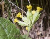 Primula veris