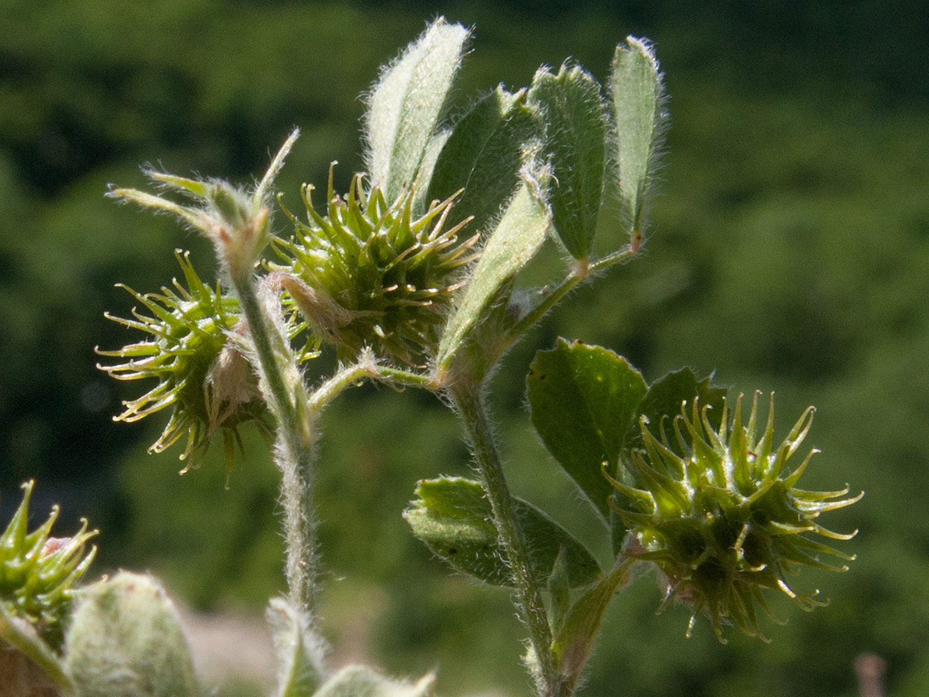 Изображение особи Medicago minima.