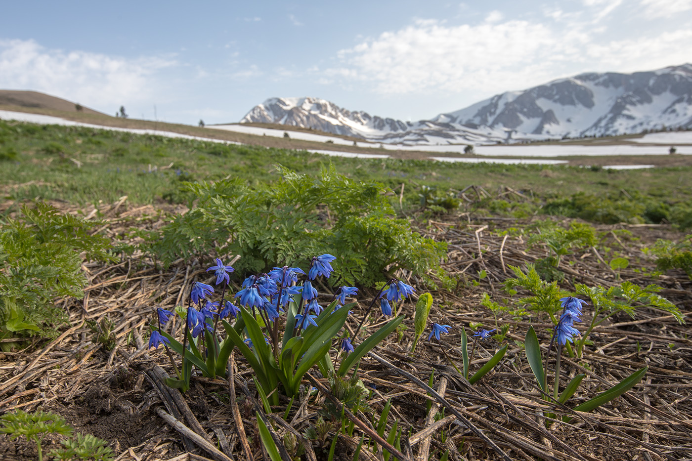Изображение особи Scilla siberica.