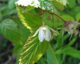 Rubus matsumuranus