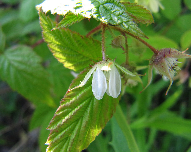 Image of Rubus matsumuranus specimen.