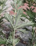 Potentilla argentea