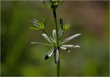 Galium mollugo. Часть стебля с мутовкой листьев и пазушными побегами. Московская обл., Раменский р-н, окр. дер. Хрипань, садовый участок. 26.05.2024.