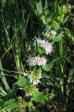 Mentha arvensis