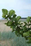 Alnus glutinosa