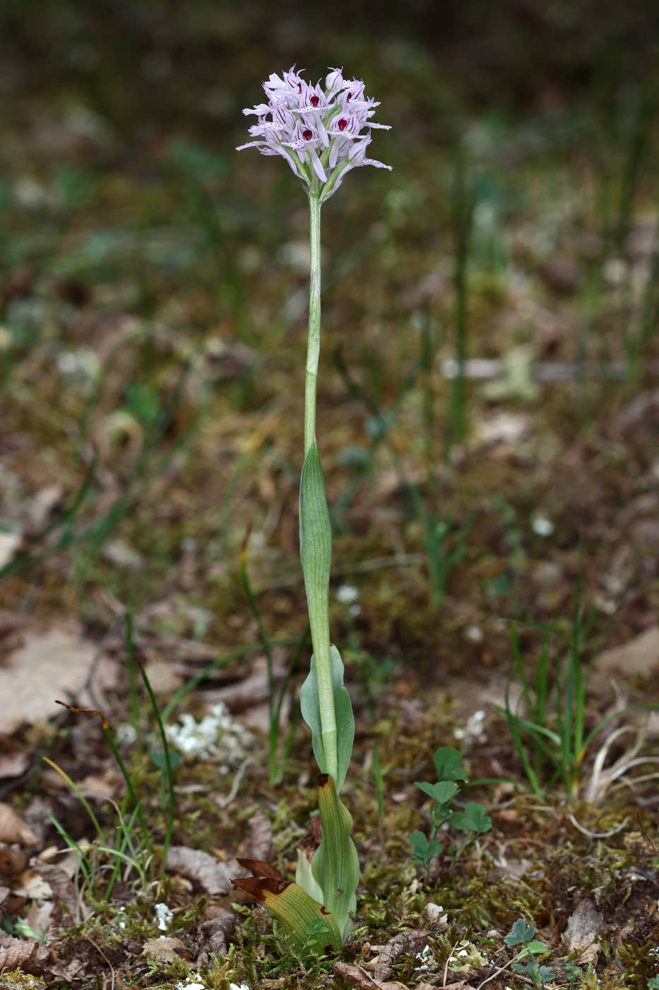 Изображение особи Neotinea tridentata.