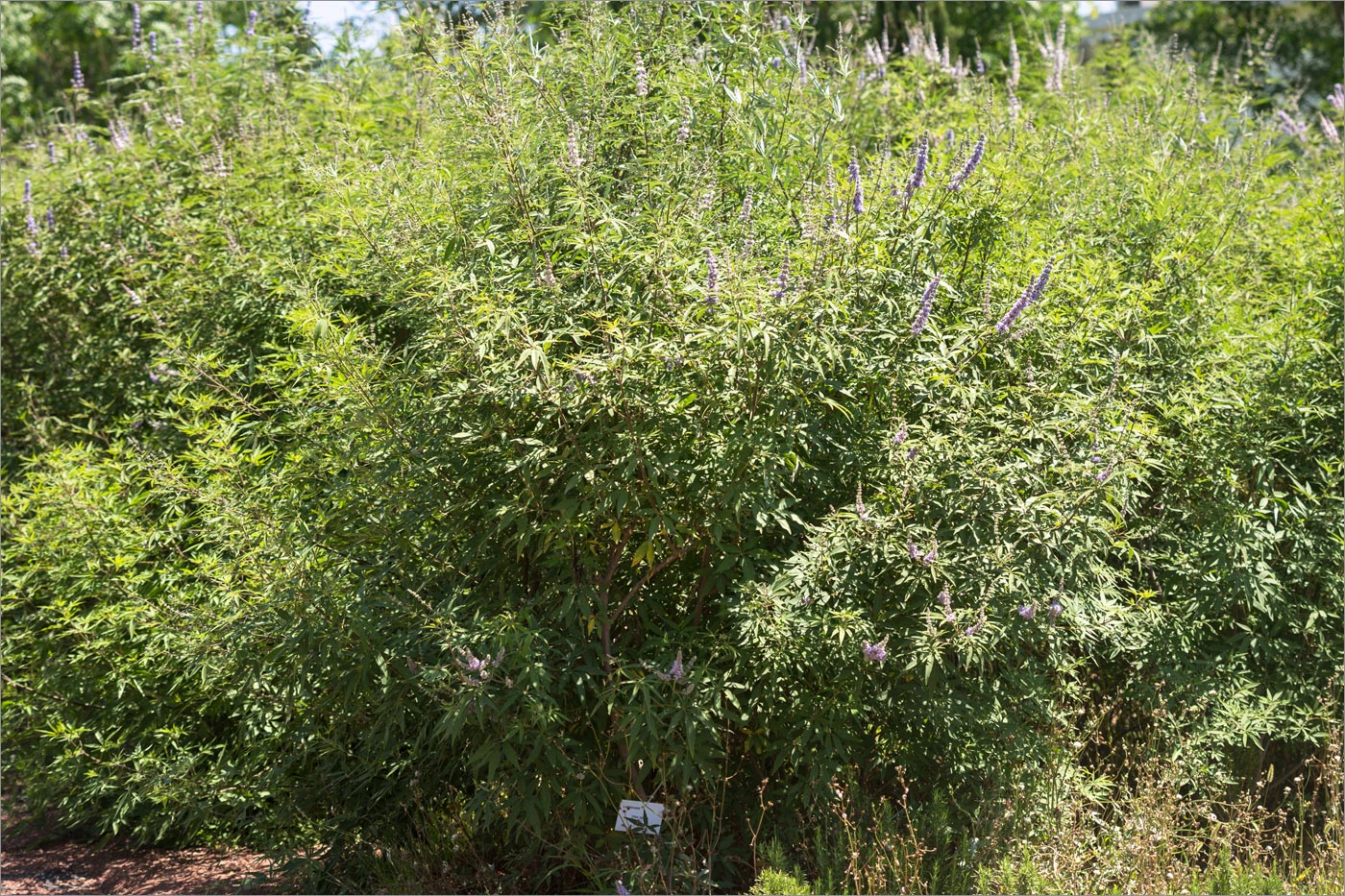 Изображение особи Vitex agnus-castus.