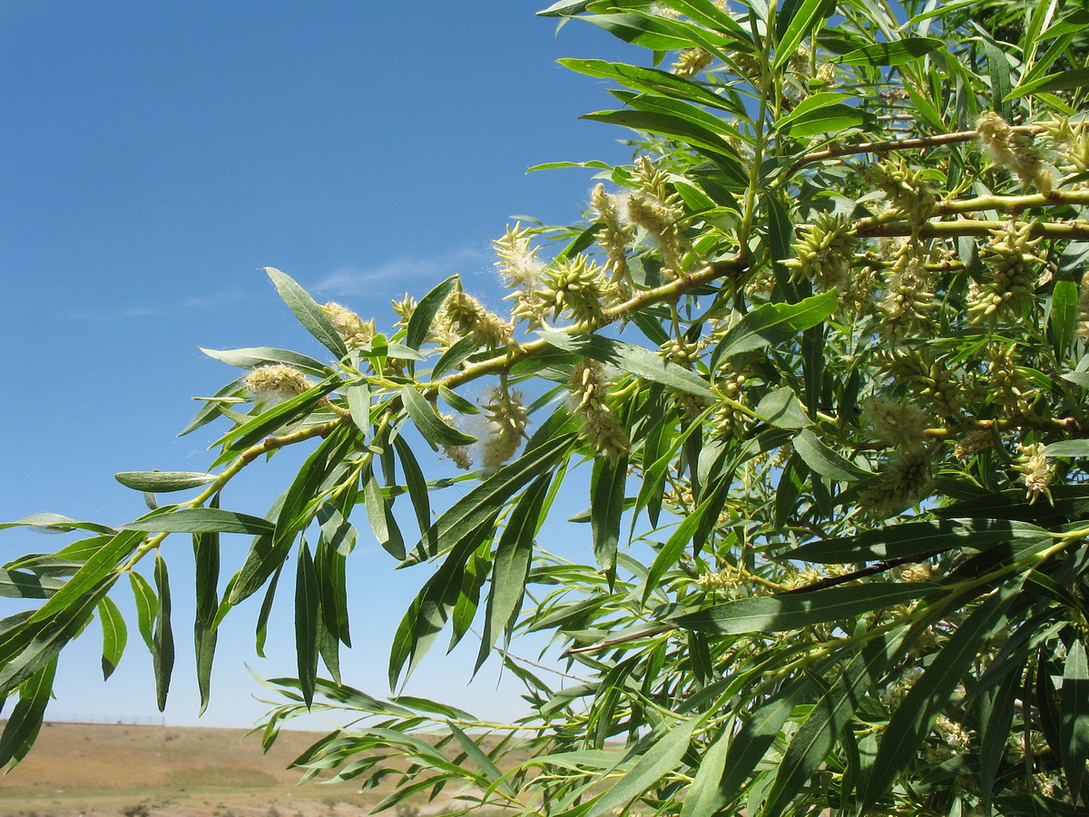 Image of Salix niedzwieckii specimen.