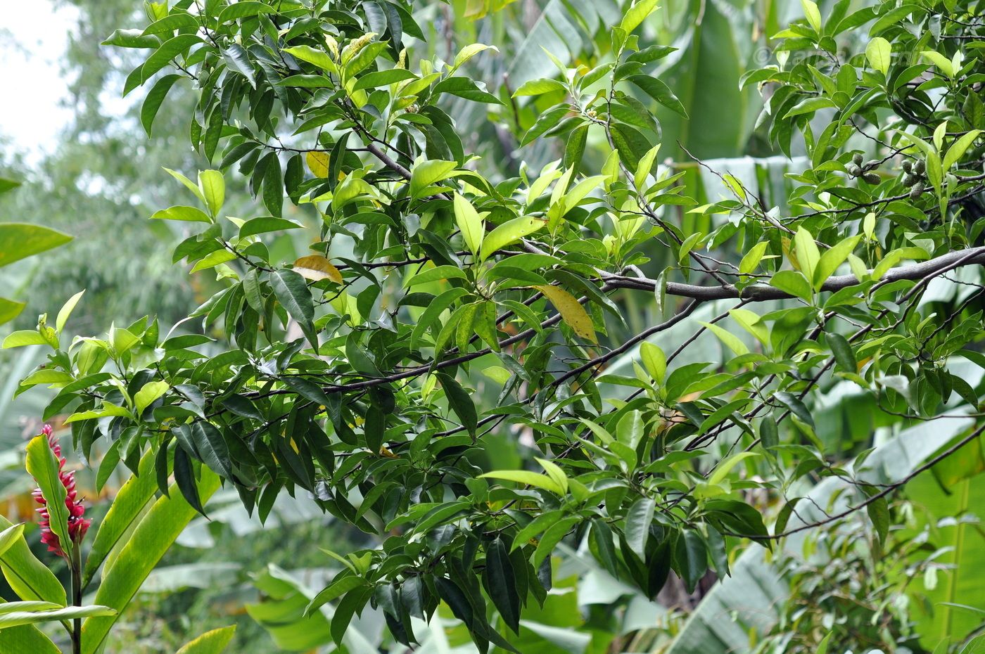 Image of Michelia champaca specimen.