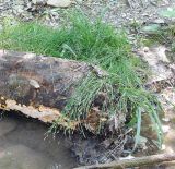 Carex remota