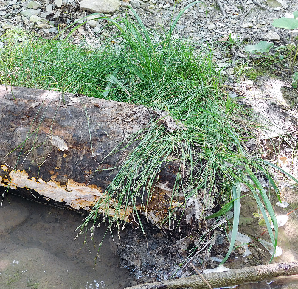 Изображение особи Carex remota.