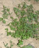 Stellaria media