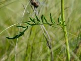 род Centaurea