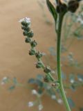 Heliotropium suaveolens