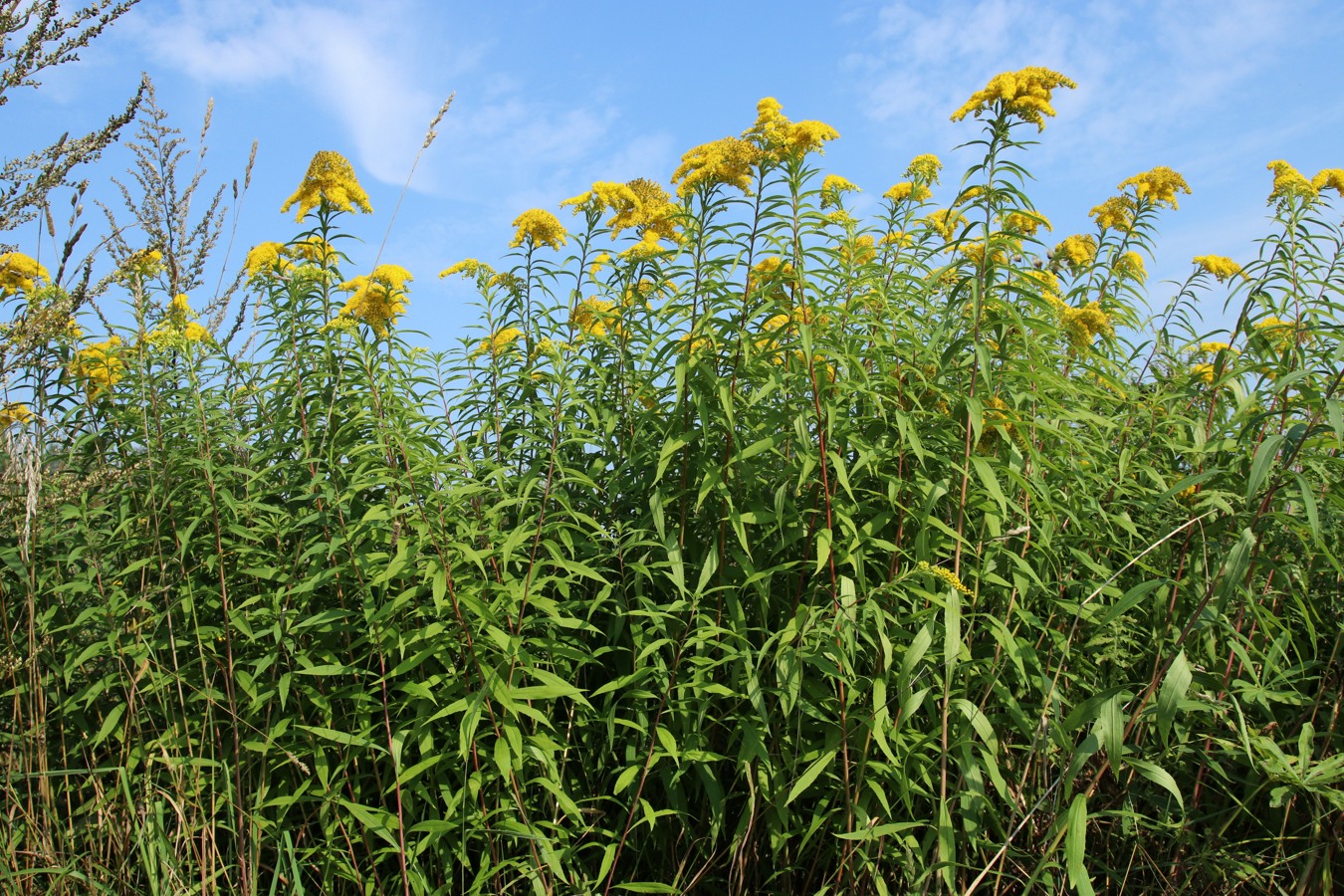 Изображение особи Solidago canadensis.