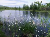 Eriophorum brachyantherum. Плодоносящие растения. Магаданская обл., г. Магадан, окр. мкр-на Солнечный, небольшое озерко, у берега на мелководье. 05.07.2024.