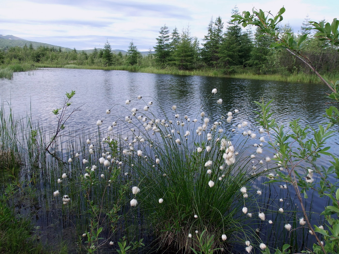 Image of Eriophorum brachyantherum specimen.