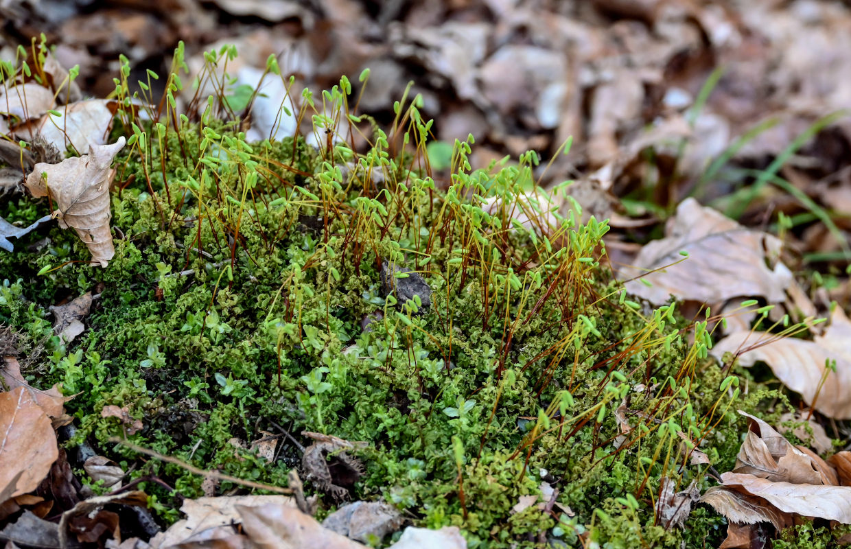 Изображение особи Plagiomnium cuspidatum.