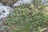 Trifolium scabrum