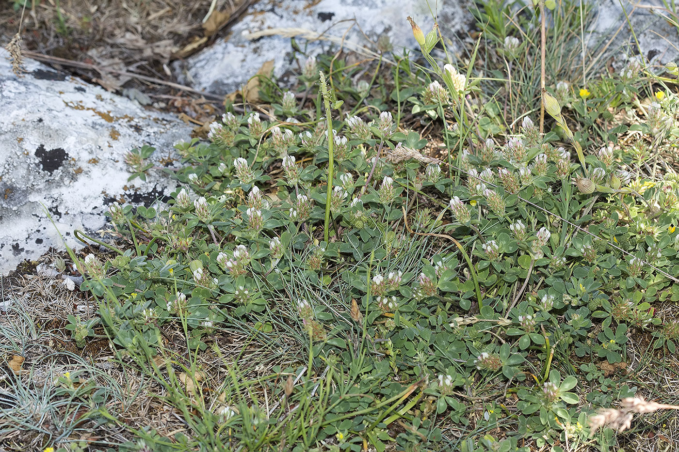 Image of Trifolium scabrum specimen.
