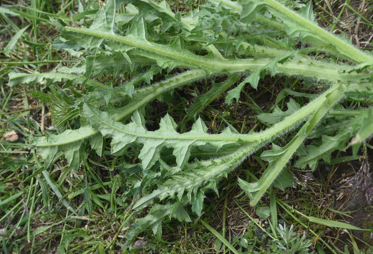 Image of genus Carduus specimen.
