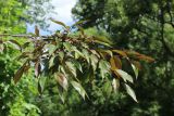 Malus × moerlandsii. Плодоносящая ветвь. Санкт-Петербург, Кировский р-н, озеленение бульвара, в культуре. 20.07.2025.