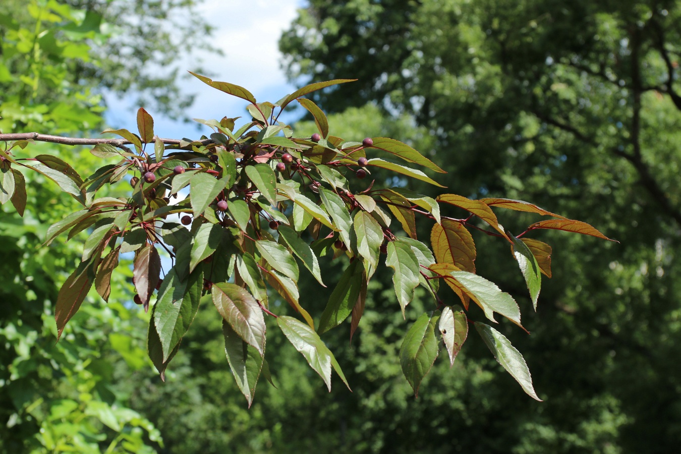 Изображение особи Malus × moerlandsii.