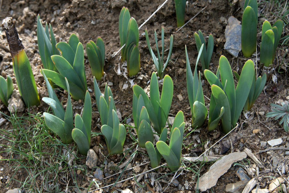 Изображение особи Ungernia oligostroma.