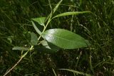 род Salix. Верхушка побега. Турция, ил Агры, р-н Догубаязит, окр. ур. Ноев Ковчег, выс. ок. 2000 м н.у.м., луг на слегка заболоченном участке. 20 мая 2025 г.