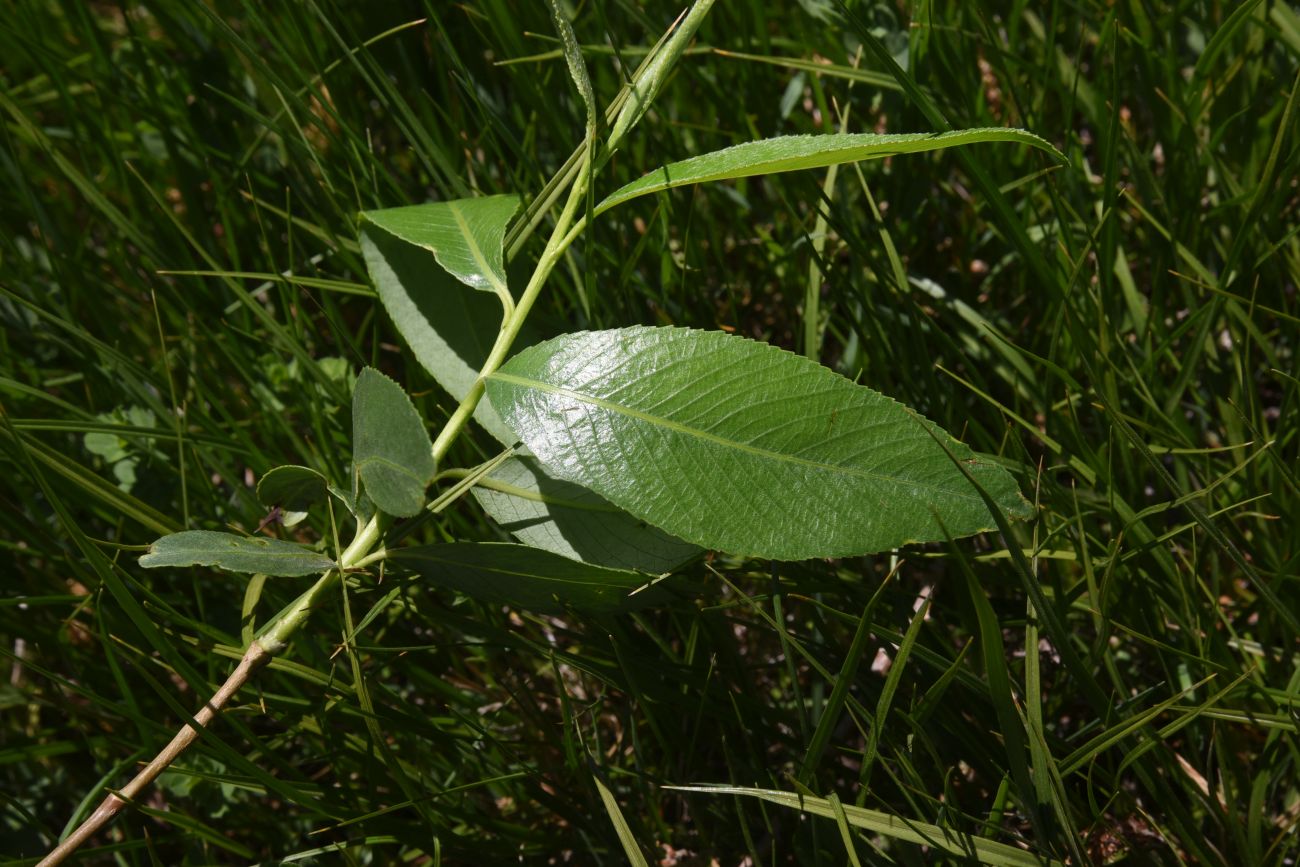 Image of genus Salix specimen.
