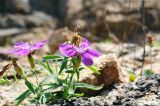 Dianthus chinensis