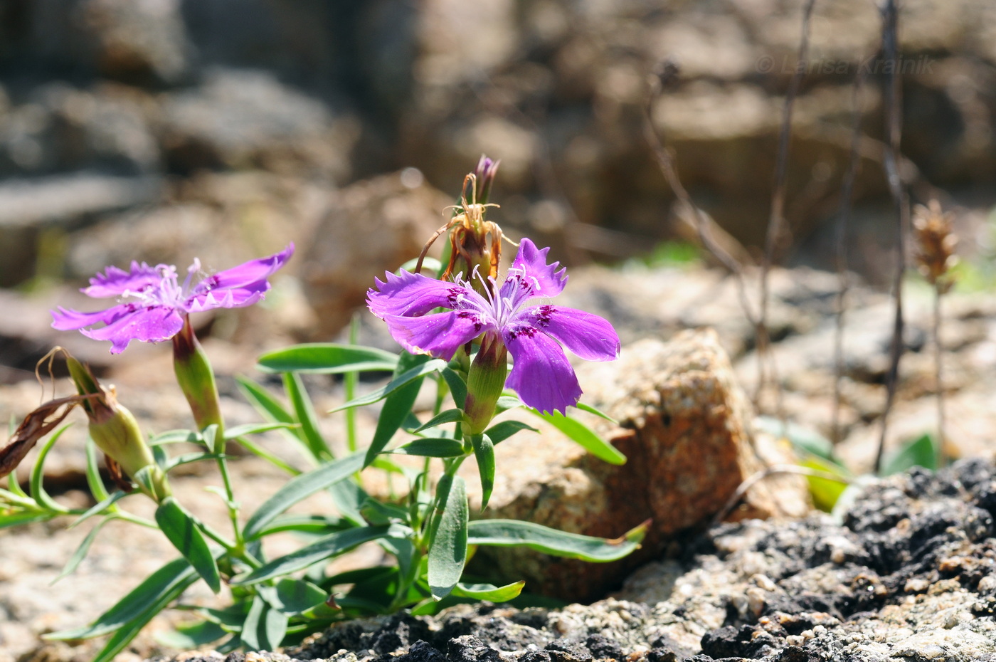 Изображение особи Dianthus chinensis.
