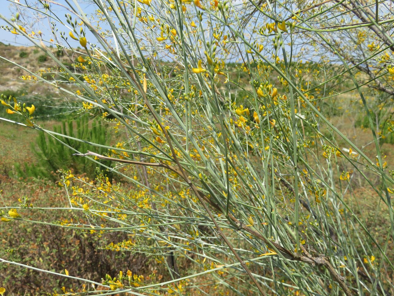 Изображение особи Gonocytisus angulatus.