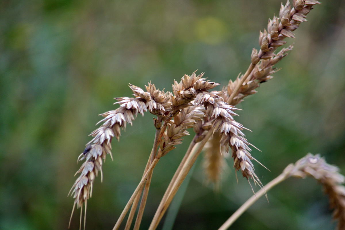 Image of Unknown species specimen.