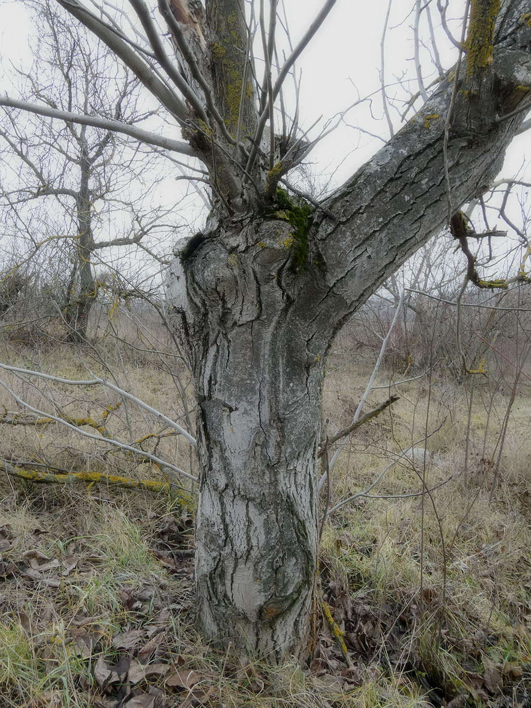Изображение особи Juglans regia.