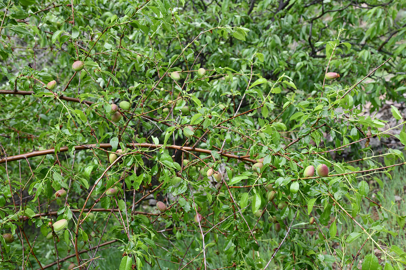 Изображение особи Amygdalus bucharica.