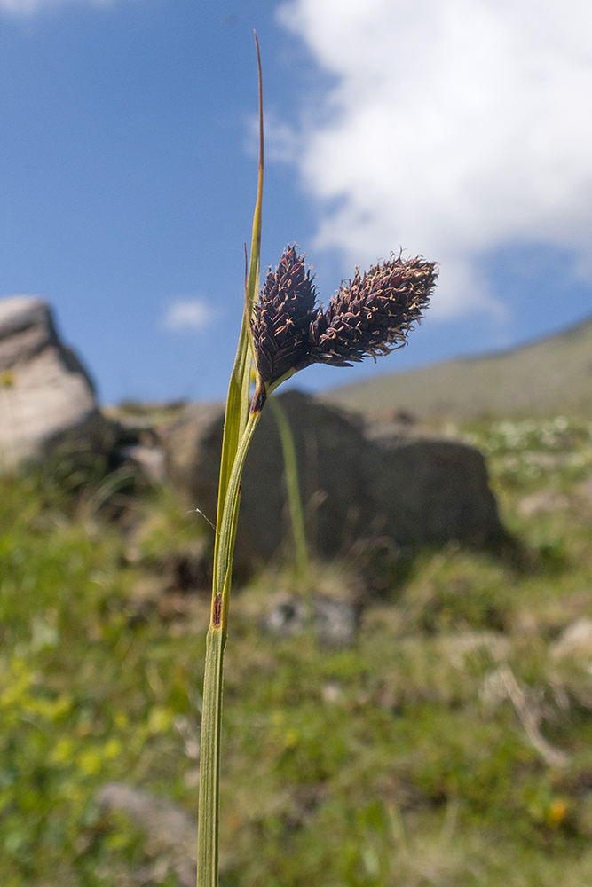 Изображение особи Carex acrifolia.