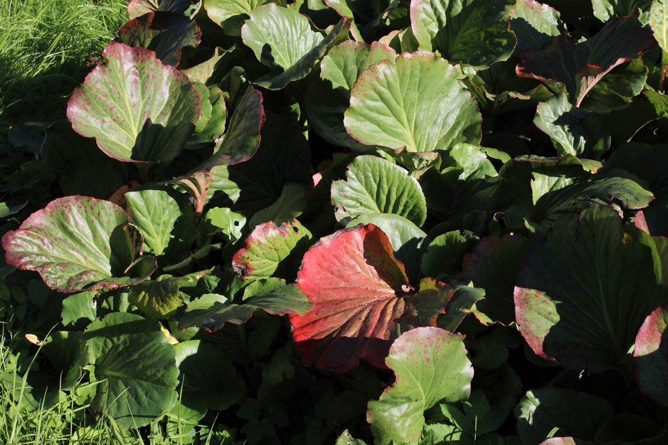 Image of Bergenia crassifolia specimen.