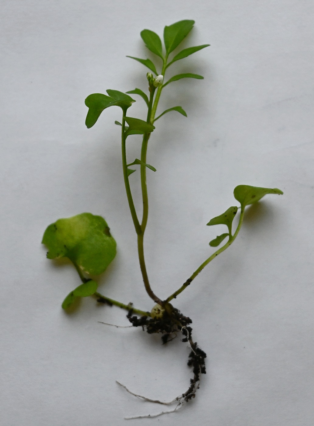 Изображение особи Arabidopsis thaliana.