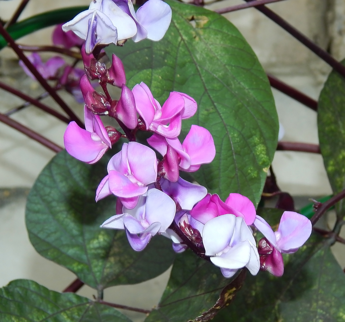 Изображение особи Phaseolus vulgaris.