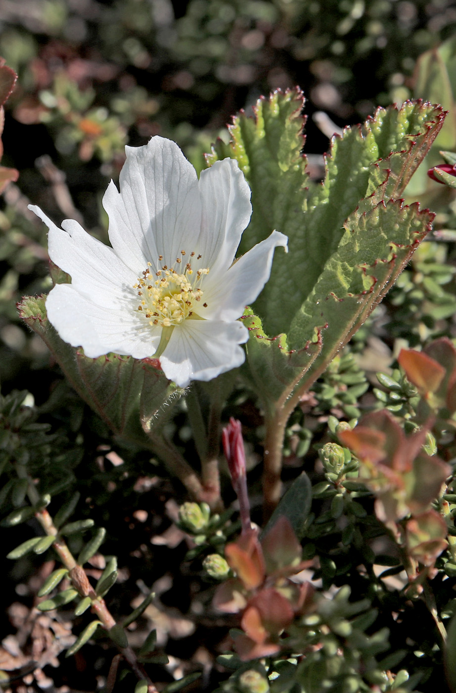 Image of Rubus chamaemorus specimen.