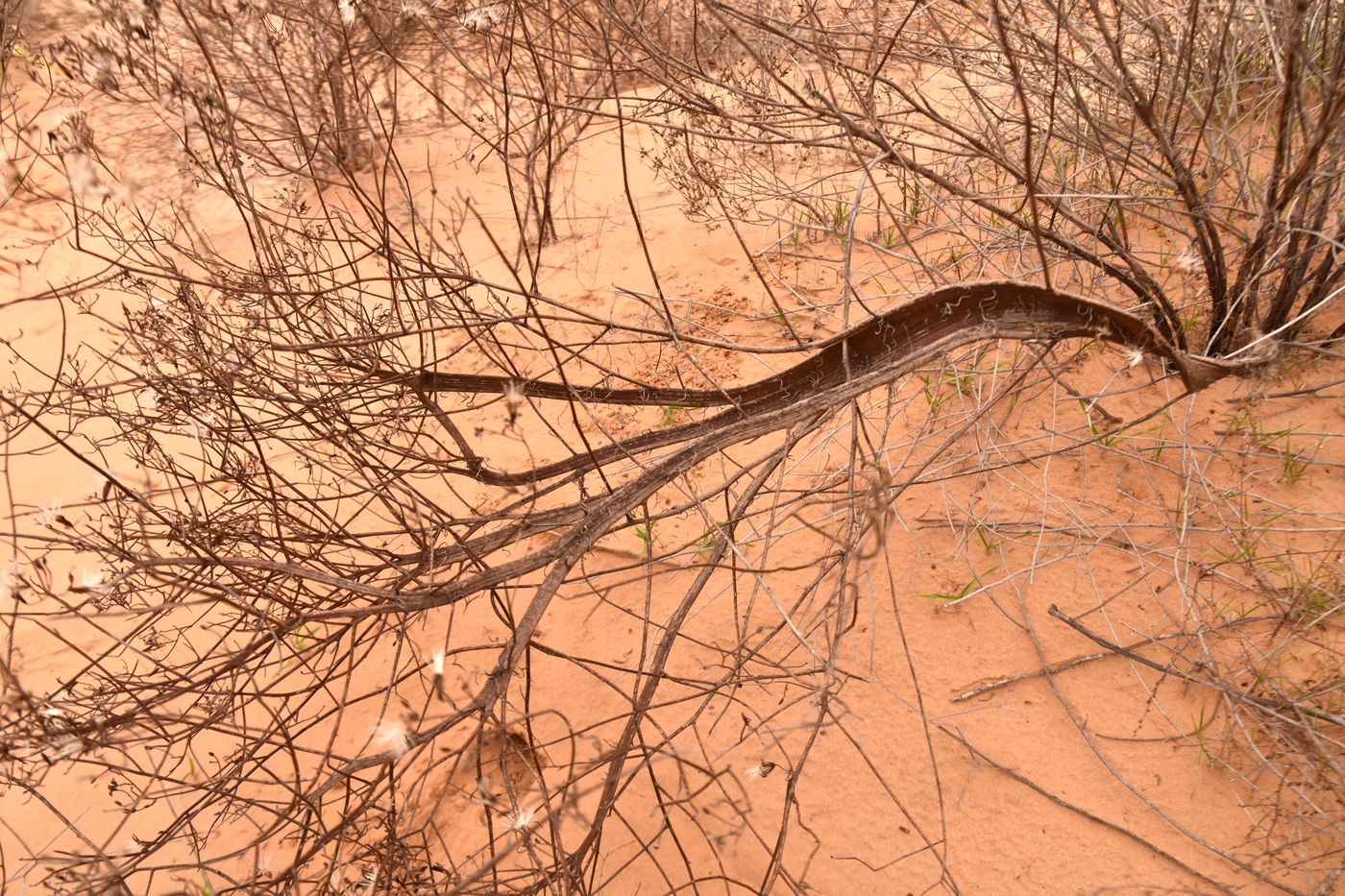Изображение особи Chondrilla ambigua.