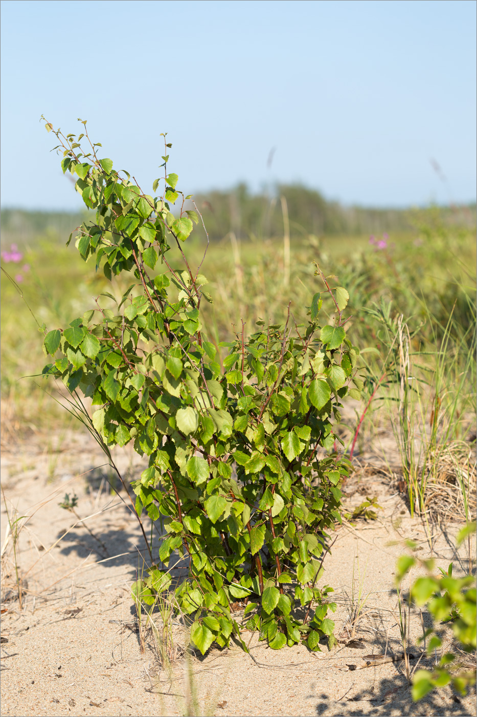 Изображение особи род Betula.